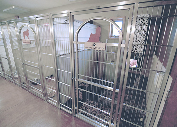 Kennels Doors