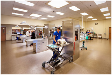 (Photo used with permission from Veterinary Economics.) (Photo used with permission from Veterinary Economics.) TriStar Vet blog: Mueller Pet Medical Center used TriStar veterinary wet tables and veterinary work islands in their award-winning design.