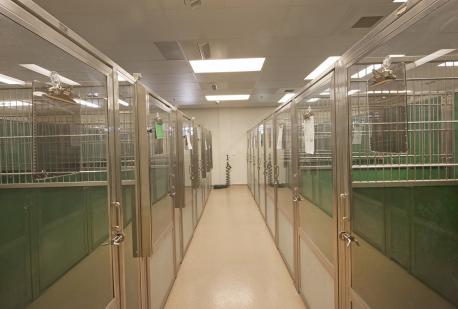 TriStar Vet blog: Mueller Pet Medical Center used TriStar Vet dog kennels and runs in their award-winning hospital design.
