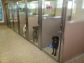 TriStar Vet kennel photo: Patients stand ready for care in these stainless steel and Starlite kennels