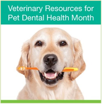 TriStar Vet photo: Se these tips on veterinary dental equipment and more during the AVMA-designated February National Pet Dental Health Month 