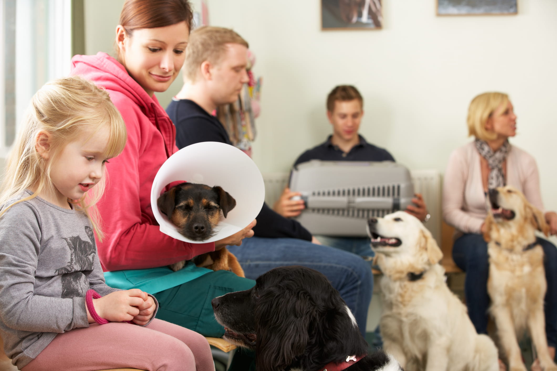 You are currently viewing The Impact of Pet-Friendly Amenities on Veterinary Clinic Success 